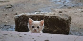 İnsanını Kendisi Seçen Yavru Pisinin Kendini Sahiplendirme Hikayesi