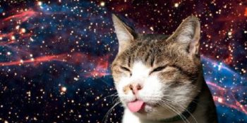 Koşul Aramaksızın Her An Nanik Yaparak Sizi Şaşırtan 21 Dili Dışarıda Kedi