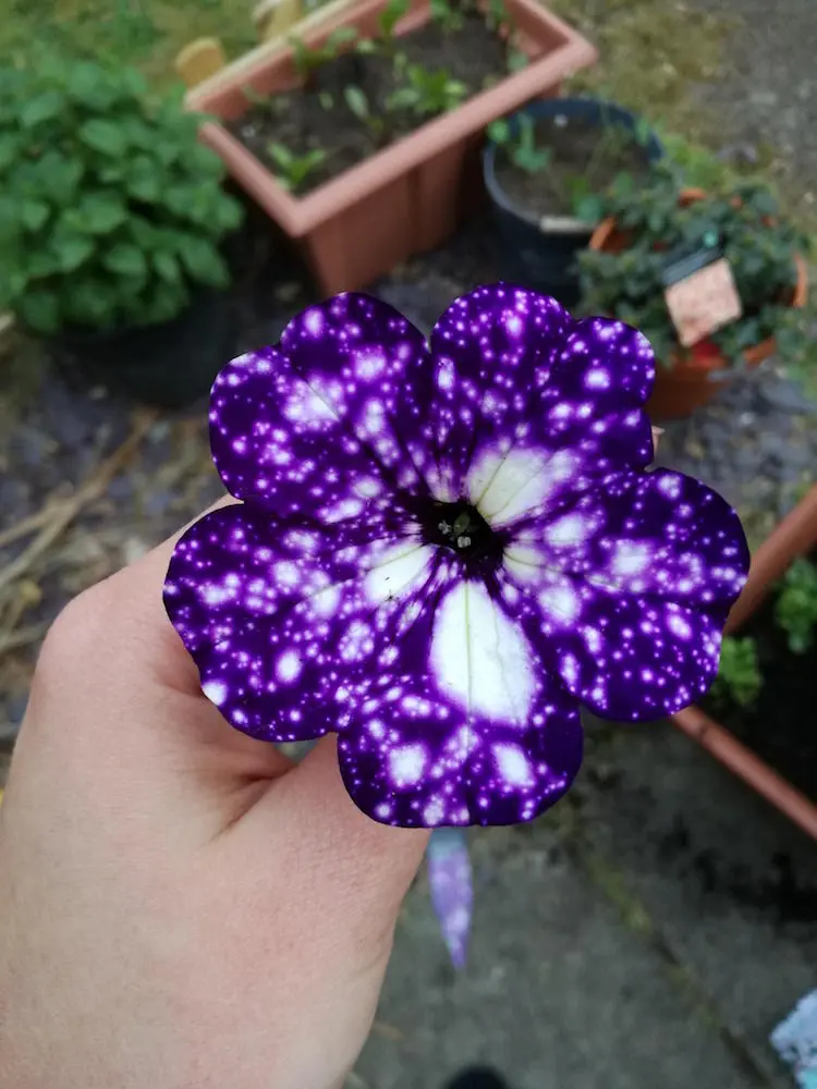 night-sky-petunia-1