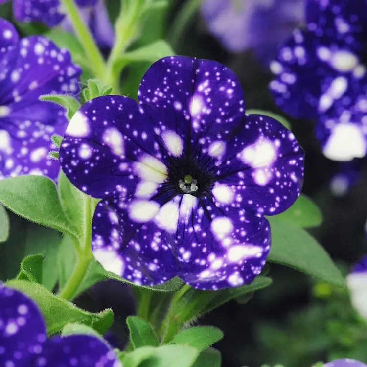 night-sky-petunia-4