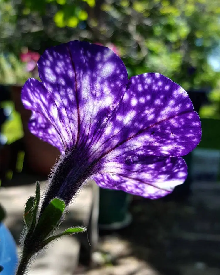 night-sky-petunia-7