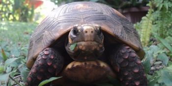 Evinden Kaçarak 3 Hafta Boyunca Partileyen Kaplumbağa Odette