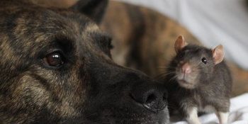 Evlat Edindiği Fareyle Koparılamayacak Bir Bağ Kuran Köpeğin İç Eriten Hikayesi