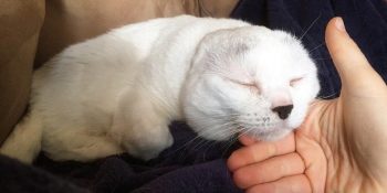 Farklı Görüntüsünden Dolayı Kimsenin İstemediği Fok Balığı Lakaplı Kedi: Otitis