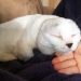 Farklı Görüntüsünden Dolayı Kimsenin İstemediği Fok Balığı Lakaplı Kedi: Otitis
