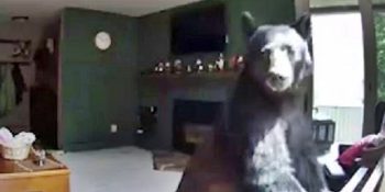 Yemek İçin Girdiği Evde Piyano Çalarak Kalbimizi de Çalan Serseri Boz Ayı