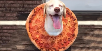 Pizza Aşklarını Yattıkları Her Objede Gösteren 16 Pizza Sever Kuçu
