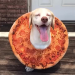 Pizza Aşklarını Yattıkları Her Objede Gösteren 16 Pizza Sever Kuçu