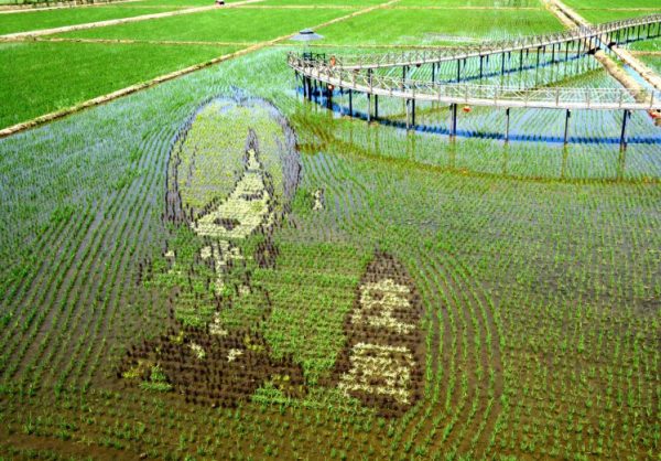 Chinese Farmers Create 3D Paintings In Rice Paddies