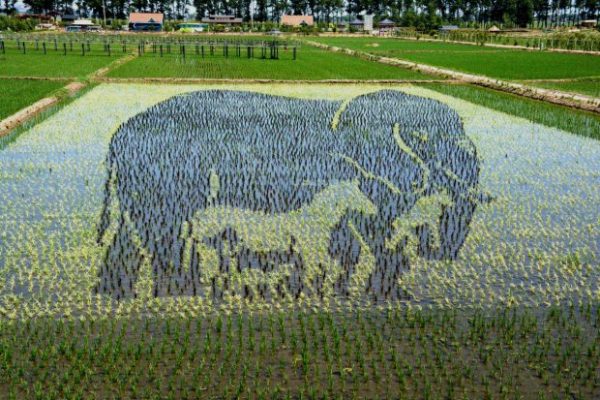 Chinese Farmers Create 3D Paintings In Rice Paddies