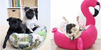 Dünyanın En Zor İşini Yapan İki Sevimli Pug Köpeğin Hayatından 23 Nefis Kare