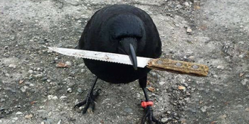 Sabıka Kaydı Bile Bulunan, Serseri Halleriyle Herkese Gözdağı Veren Karga Canuck