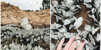 Sibirya’yı İstila Eden, Görenlerde Hayranlık Uyandıran Siyah Damarlı Beyaz Kelebekler