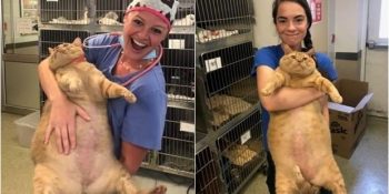 Adeta Yavru Bir Aslan Cüssesindeki 16 Kiloluk Symba’nın Zayıflama Serüveni