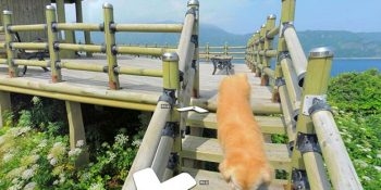 Google’ın Sokak Görünümü Fotoğraflarında Birden Ortaya Çıkıp Rehberliğe Başlayan Köpek