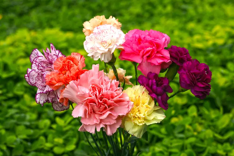 tessenderlo-agrochem-bitki-rehberi-karanfil-carnation-001