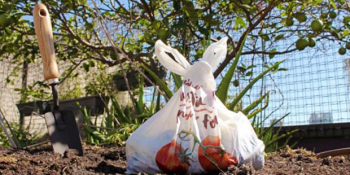 Doğada Çözüldüğünde İçinden Bitki Çıkan Sihirli Poşetler