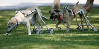 Yürüyemeyen Köpeklere 15 TL Maliyetle Yürüteç Tasarlayan İzmirli Çilingir Ustası