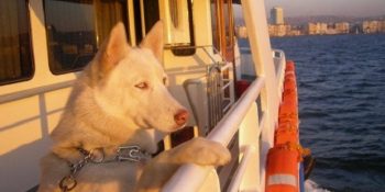 Şehir Hatlarında Evcil Hayvanlara Kafes Uygulamasının Kaldırılması İçin 13 Neden