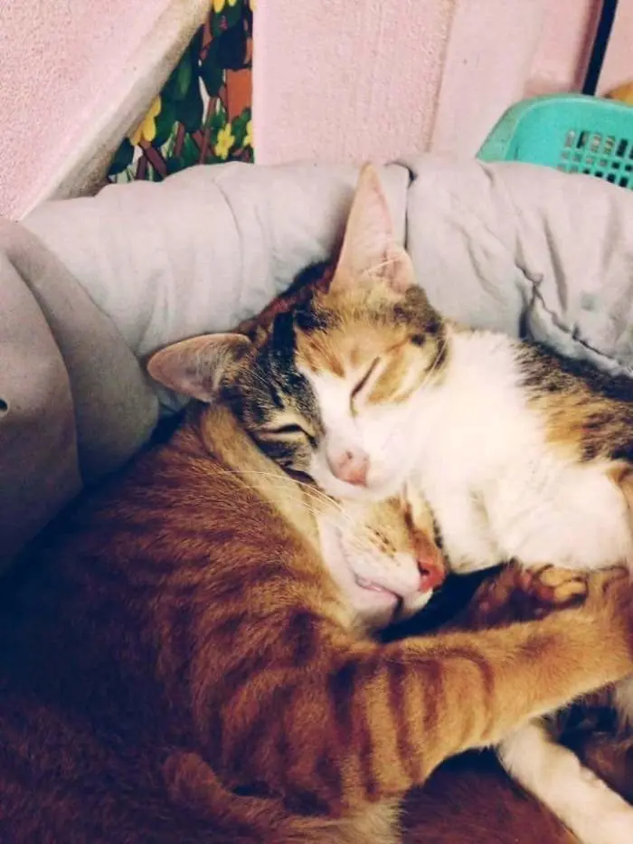 yello_cat_tam (1)