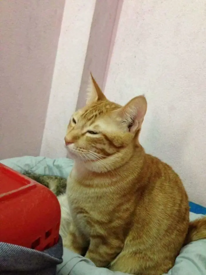 yello_cat_tam (10)