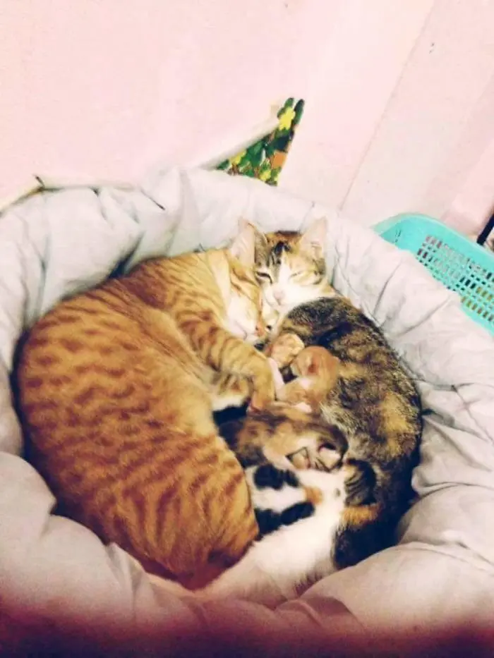 yello_cat_tam (2)