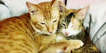 Babalığıyla Herkese Taş Çıkartan, Doğumunda Bile Eşini Yalnız Bırakmayan Vefakar Kedi