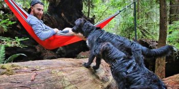 Yolculuk Sırasında Sahiplenilen ve Hayatlarını Gezerek Geçiren Maceraperest Köpekler