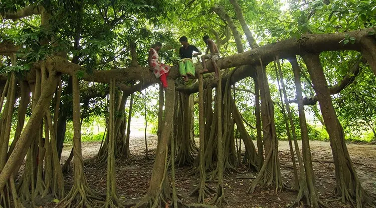 1-banyan-agaci