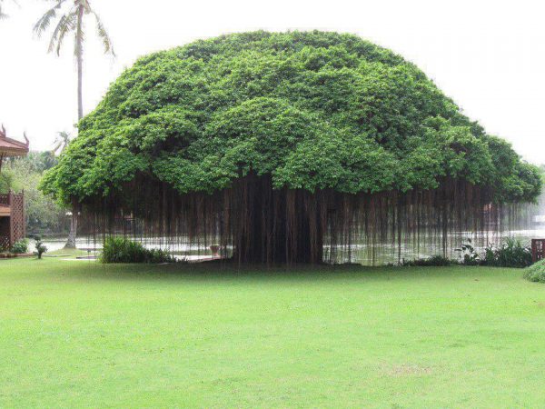 10-Benefits-of-Banyan-tree