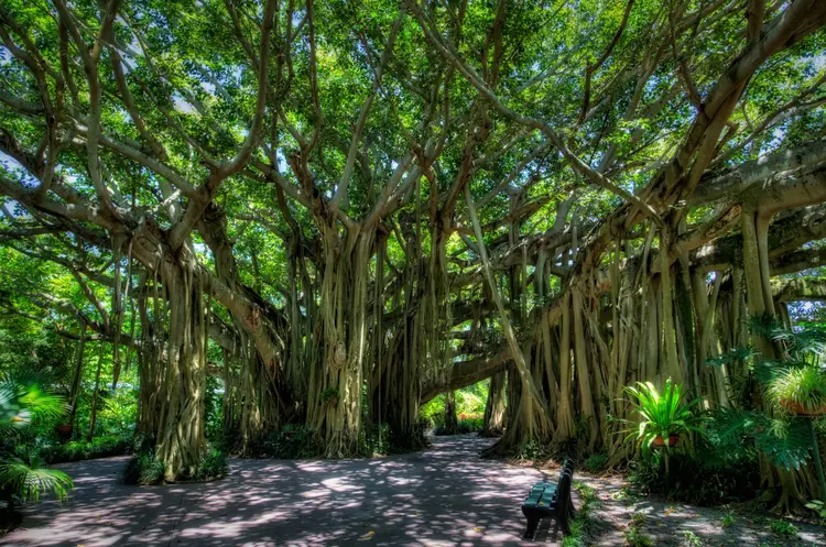 2-Huge-Banyan-tree