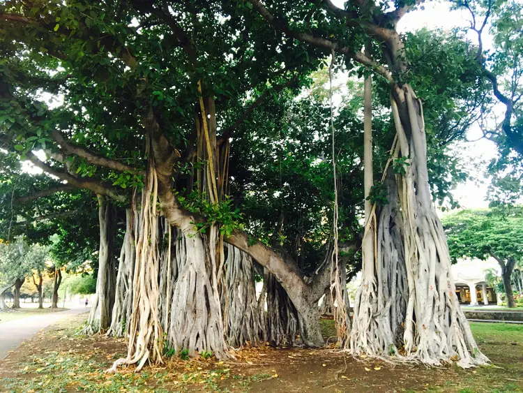 3-banyan