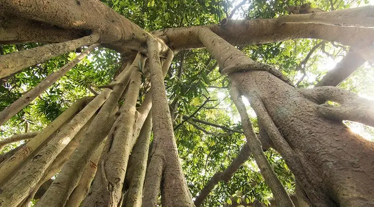 4-banyan