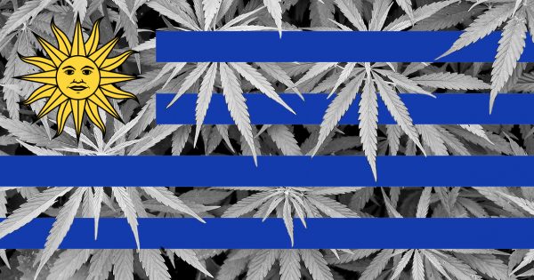 5-LEGAL-Cannabis-in-apotheek-Uruguay