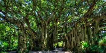 Tek Başına Bir Orman Gibi Görünen ve Yaşam Ağacı Olarak Bilinen Gizemli Banyan Ağacı