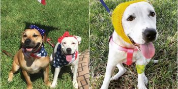 Köpek Dövüşünde Sağ Kulağını Kaybeden Abigail’in Moda Trendi Olan Bandanaları