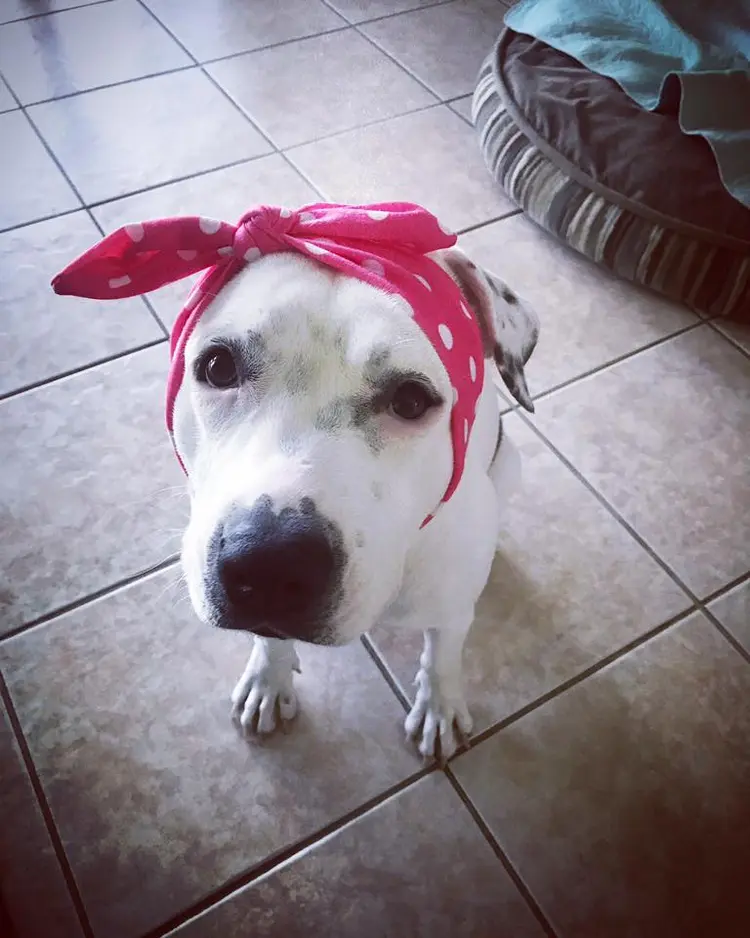 abigail_kopek_dovusu (11)