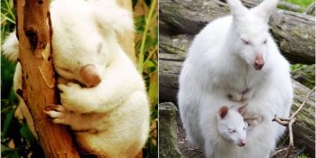 Nadir Güzellikleriyle Büyüleyen Doğanın 26 Albino Minnoşu