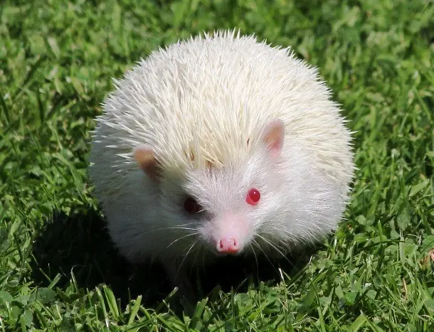albino_kirpi