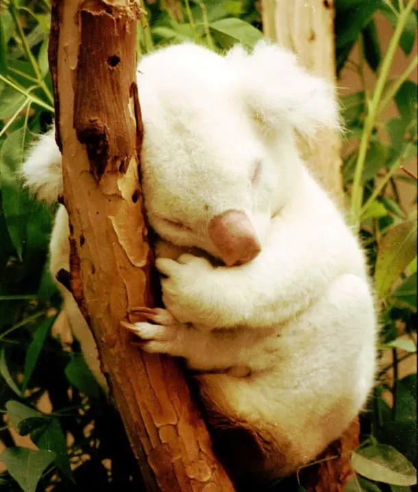 albino_koala