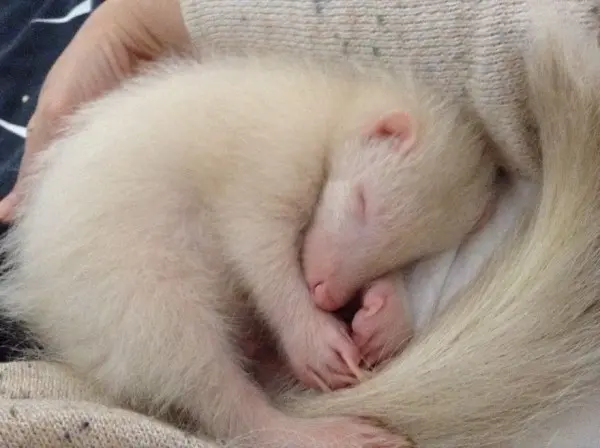 albino_kokarca