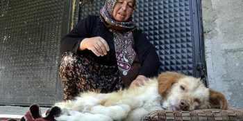 Felçli Köpeğine Gözü Gibi Bakıp Kaşıkla Besleyen Ayten Oktay ve Pamuk’un Hikayesi