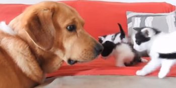 Dağlara Terk Edilen Hayvanları Kurtarmak İçin Uğraşan Kahraman Köpek Aragon