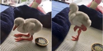 İlk Günden Herkesi Kendine Hayran Bırakan ve Yetişkinliğe Özenen Bebek Flamingo