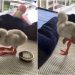 İlk Günden Herkesi Kendine Hayran Bırakan ve Yetişkinliğe Özenen Bebek Flamingo