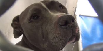 Onu Barınağa Terk Eden Ailesini Ağlayarak Bekleyen Köpeğin Yürek Burkan Hikayesi