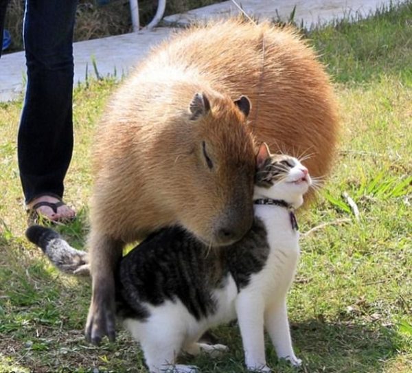 capybara (1)