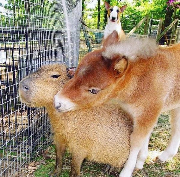 capybara (11)