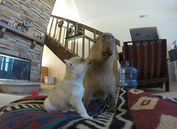 capybara (13)