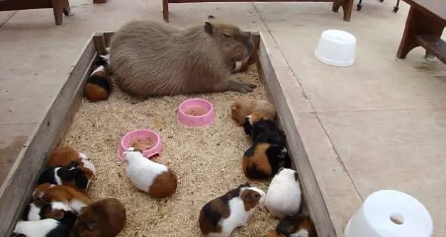 capybara (2)